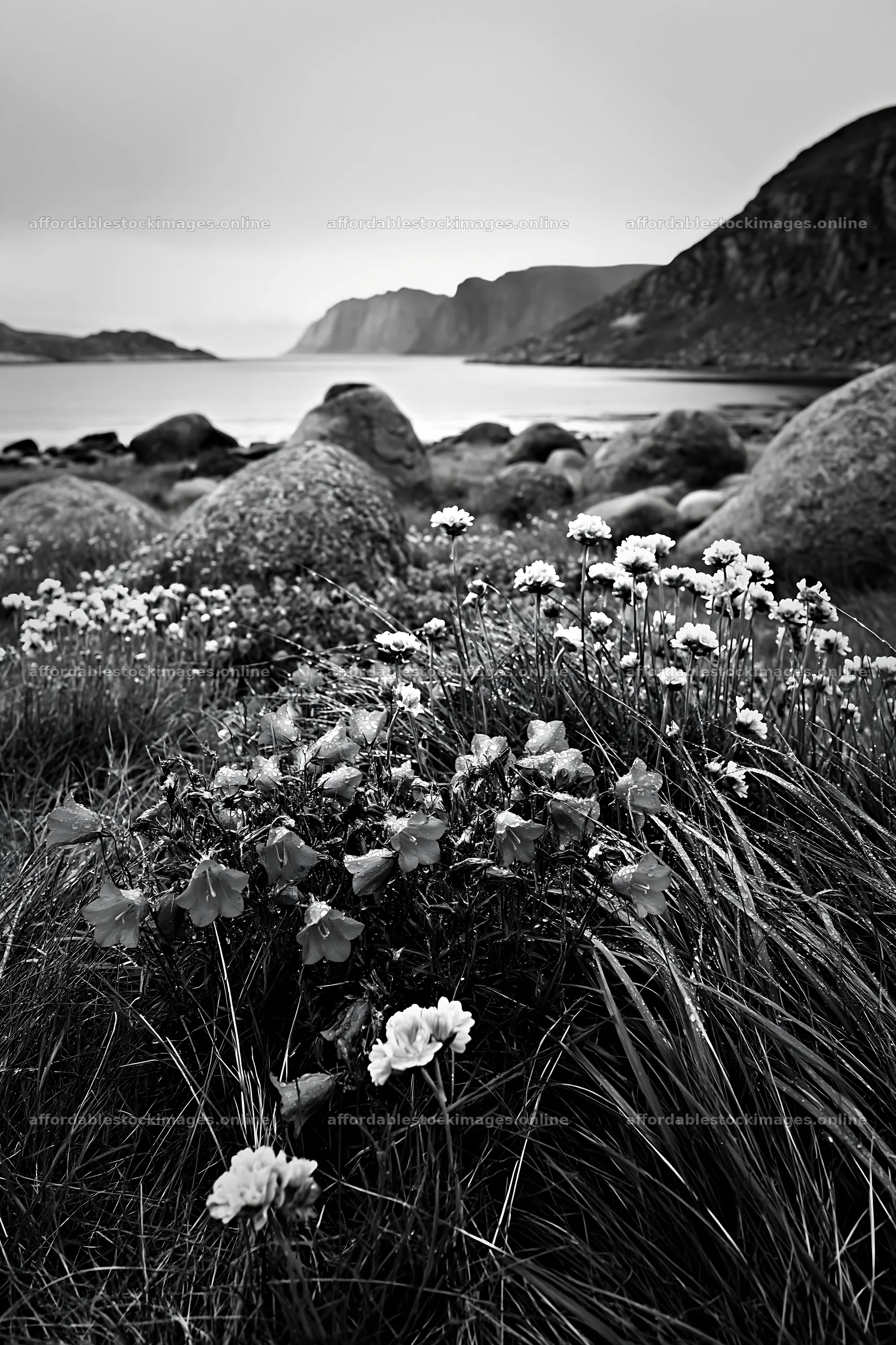 Views of a meadow with boulders and flowers near the coast – stock images 6480x9722