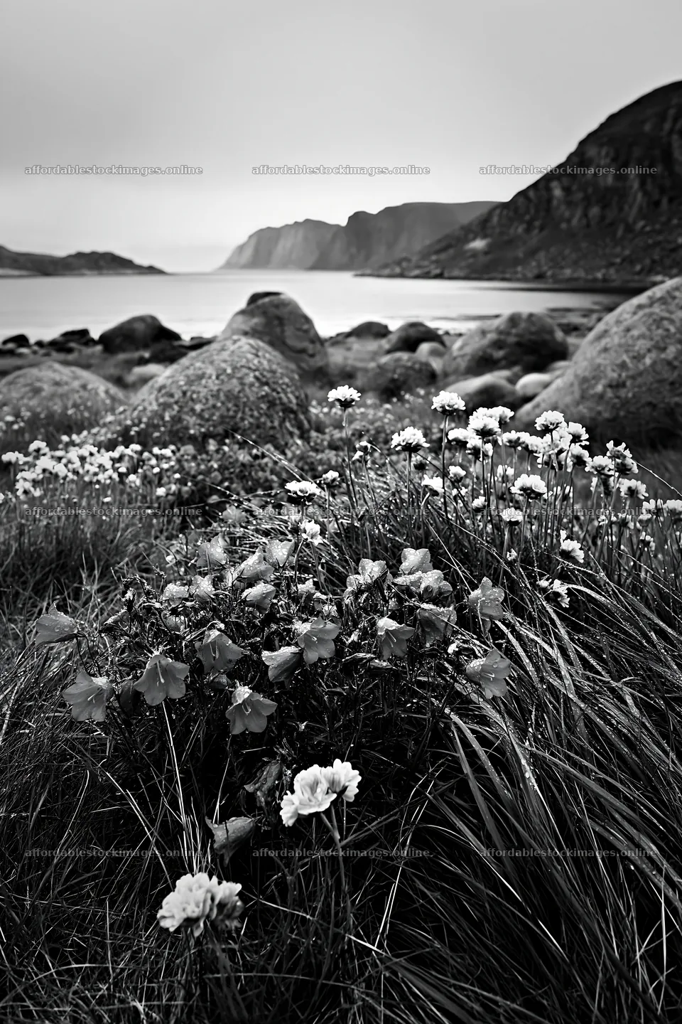 Views of a meadow with boulders and flowers near the coast – stock images 6480x9722