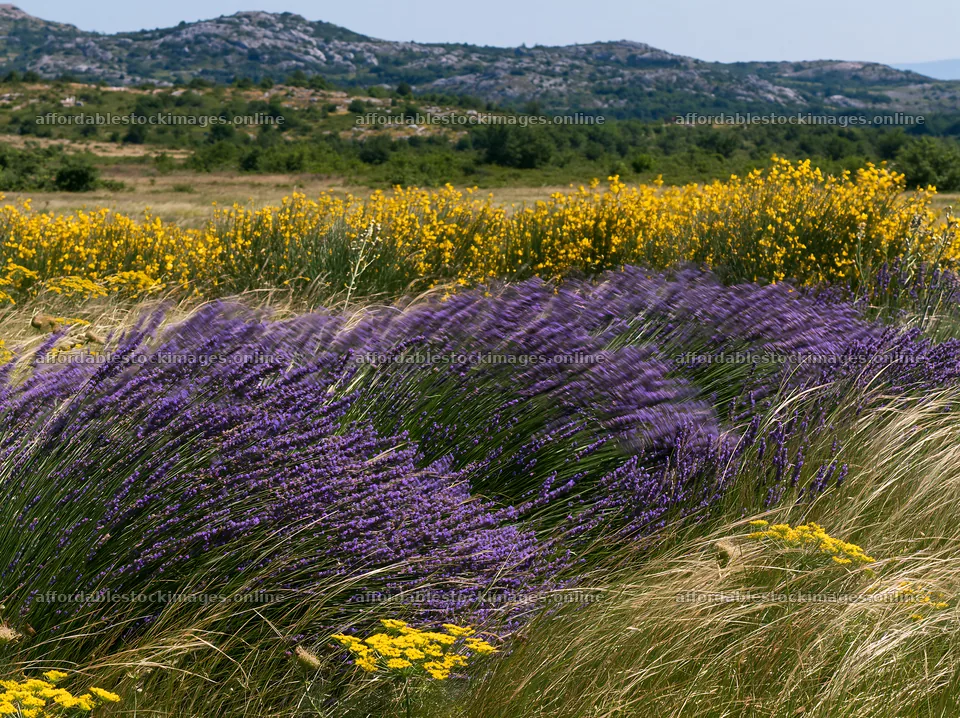 Colorful lavender meadow with yellow flowers in the background – stock images 9174x6866