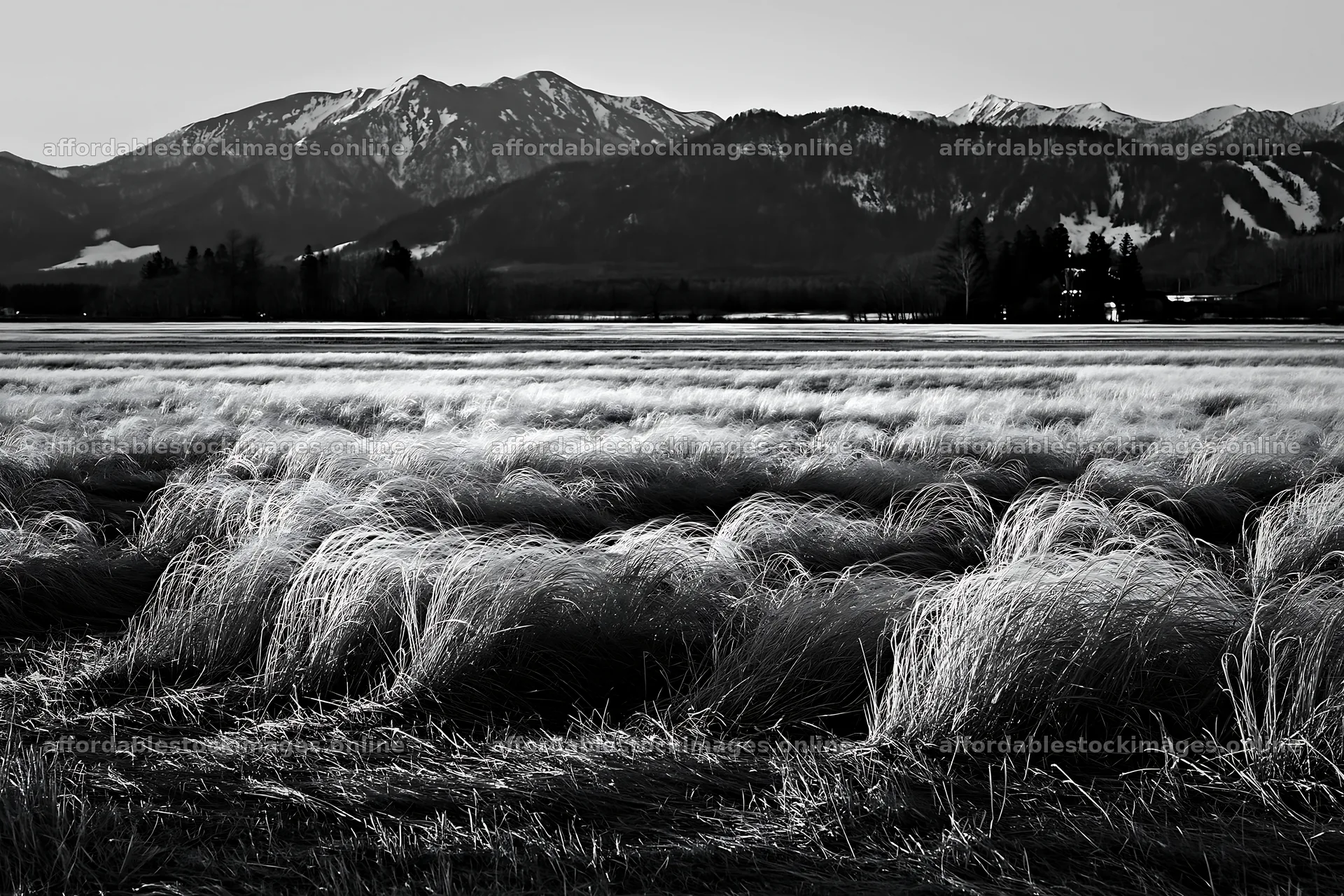 Akita snowmelt meadow with silver grasses at sunset – stock images 9722x6480
