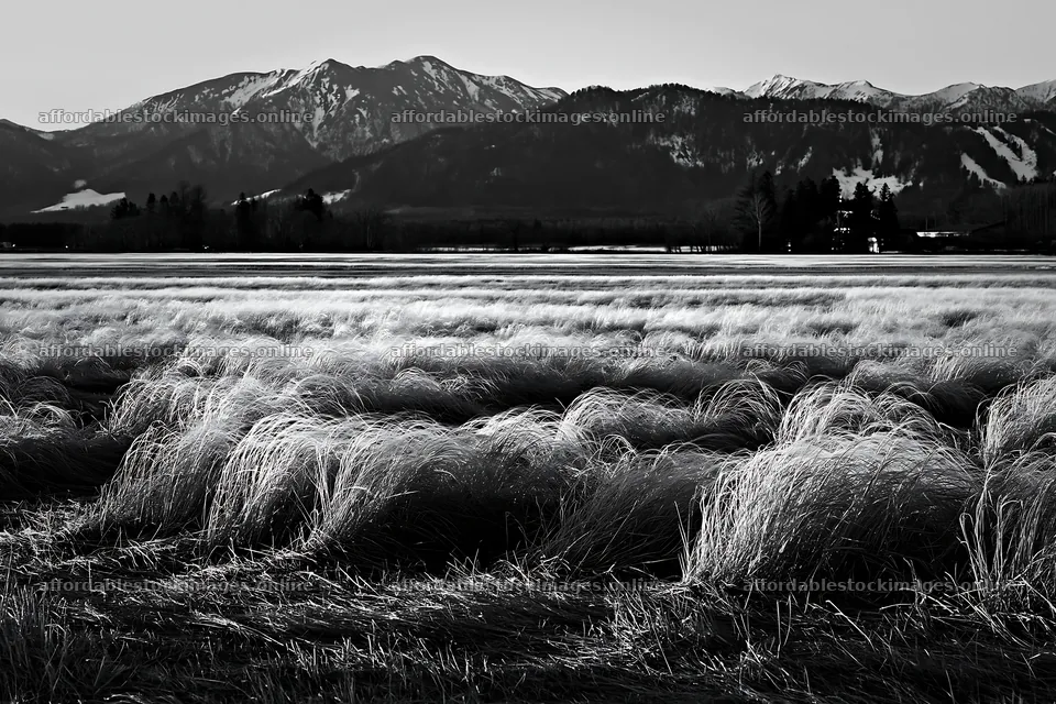 Akita snowmelt meadow with silver grasses at sunset – stock images 9722x6480