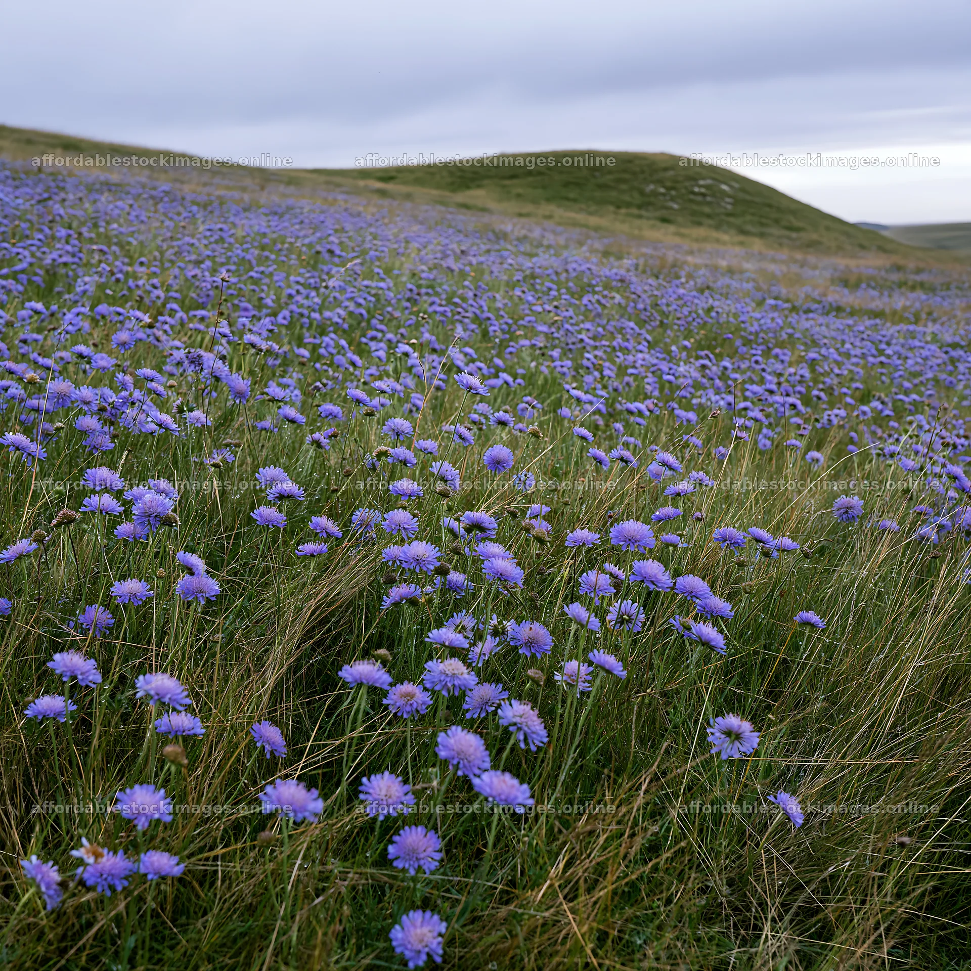 Cloudy scabious meadow on chalk slope in natural setting – stock images 7938x7938