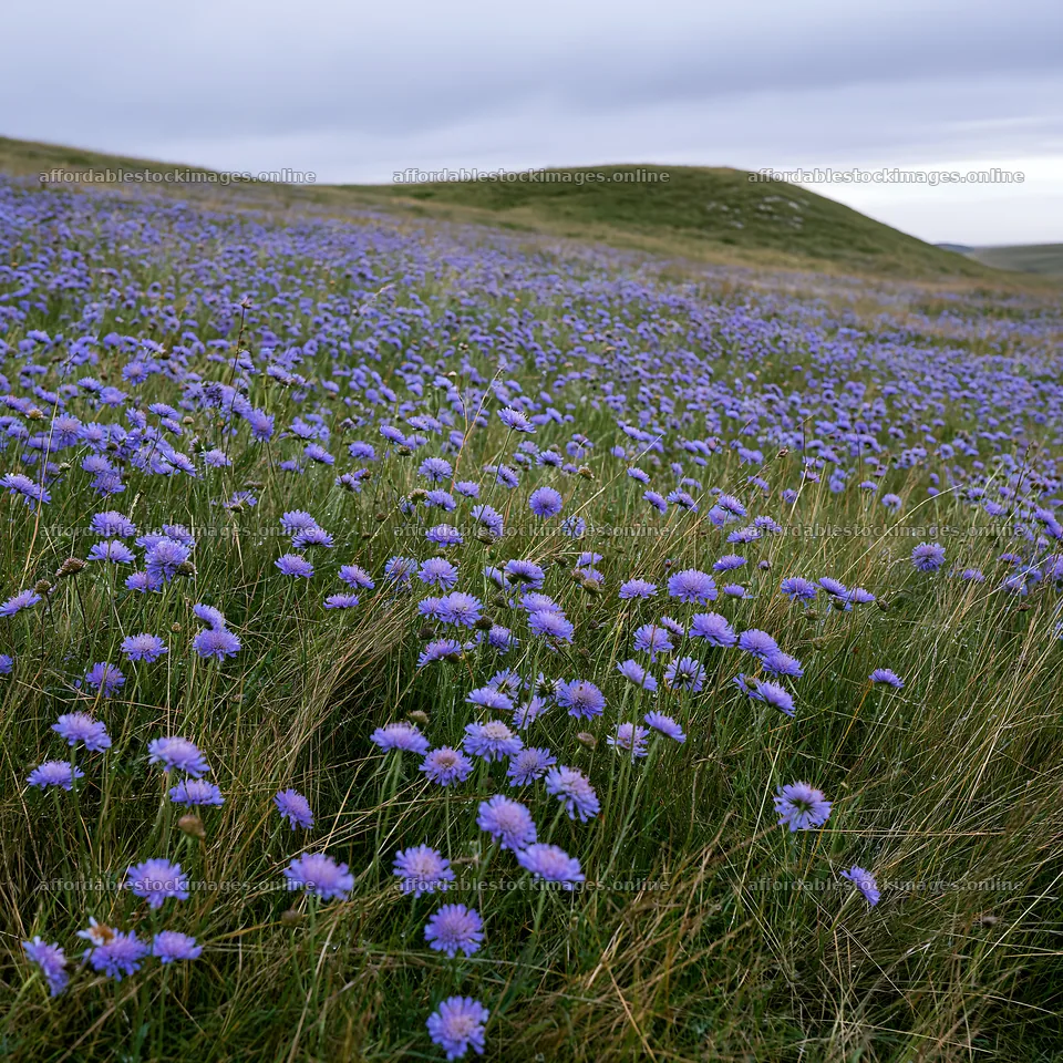 Cloudy scabious meadow on chalk slope in natural setting – stock images 7938x7938