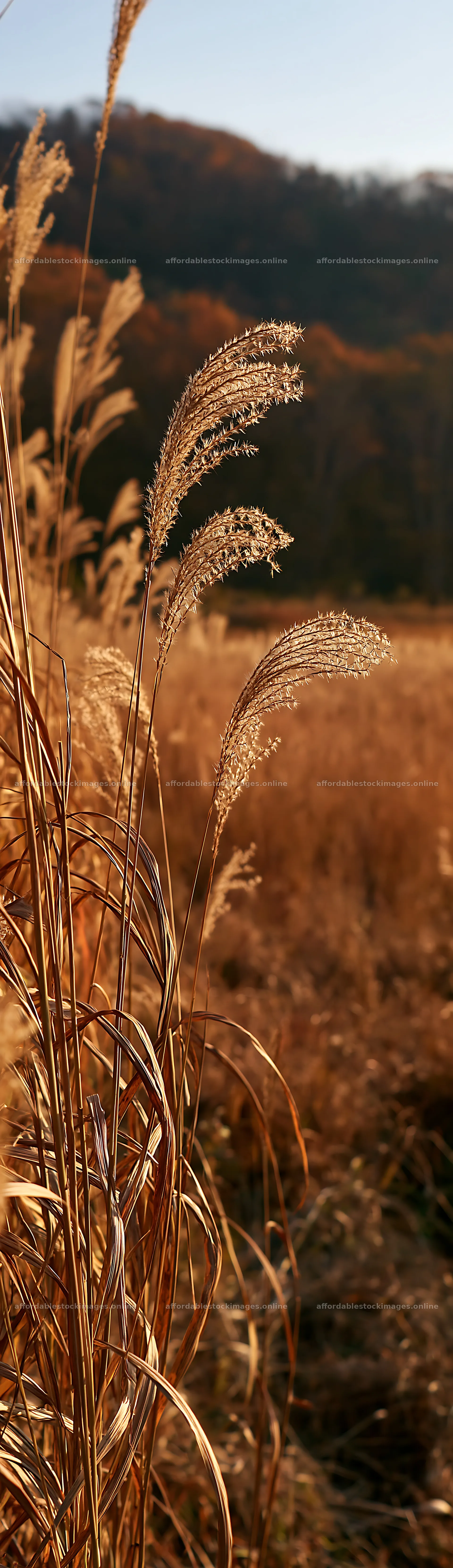 Aichi restored meadow autumn seedheads foreground – stock images 4268x14762
