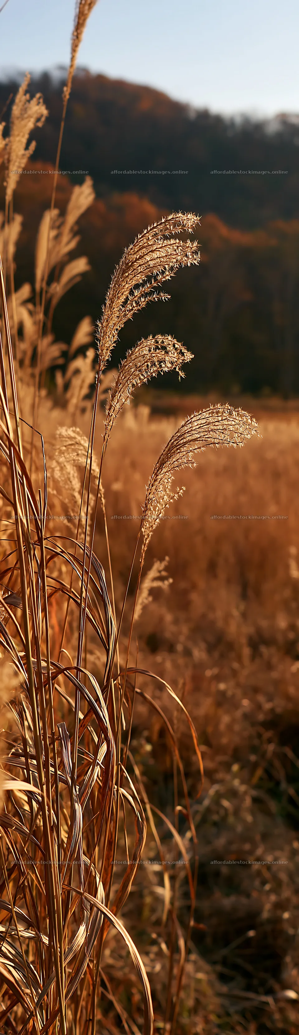 Aichi restored meadow autumn seedheads foreground – stock images 4268x14762