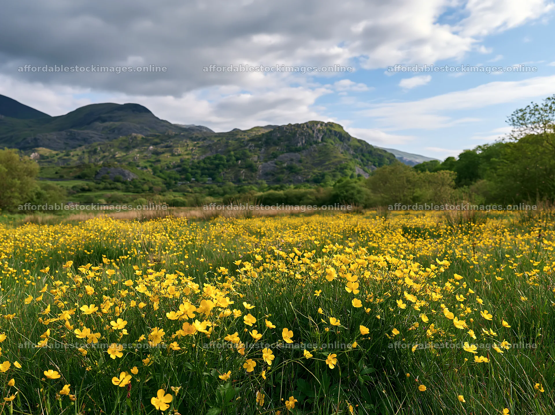Colorful buttercup meadow with mountains and cloudy sky – stock images 9174x6866