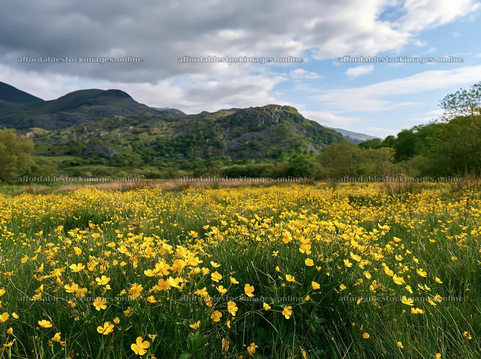 Colorful buttercup meadow with mountains and cloudy sky – stock images 9174x6866