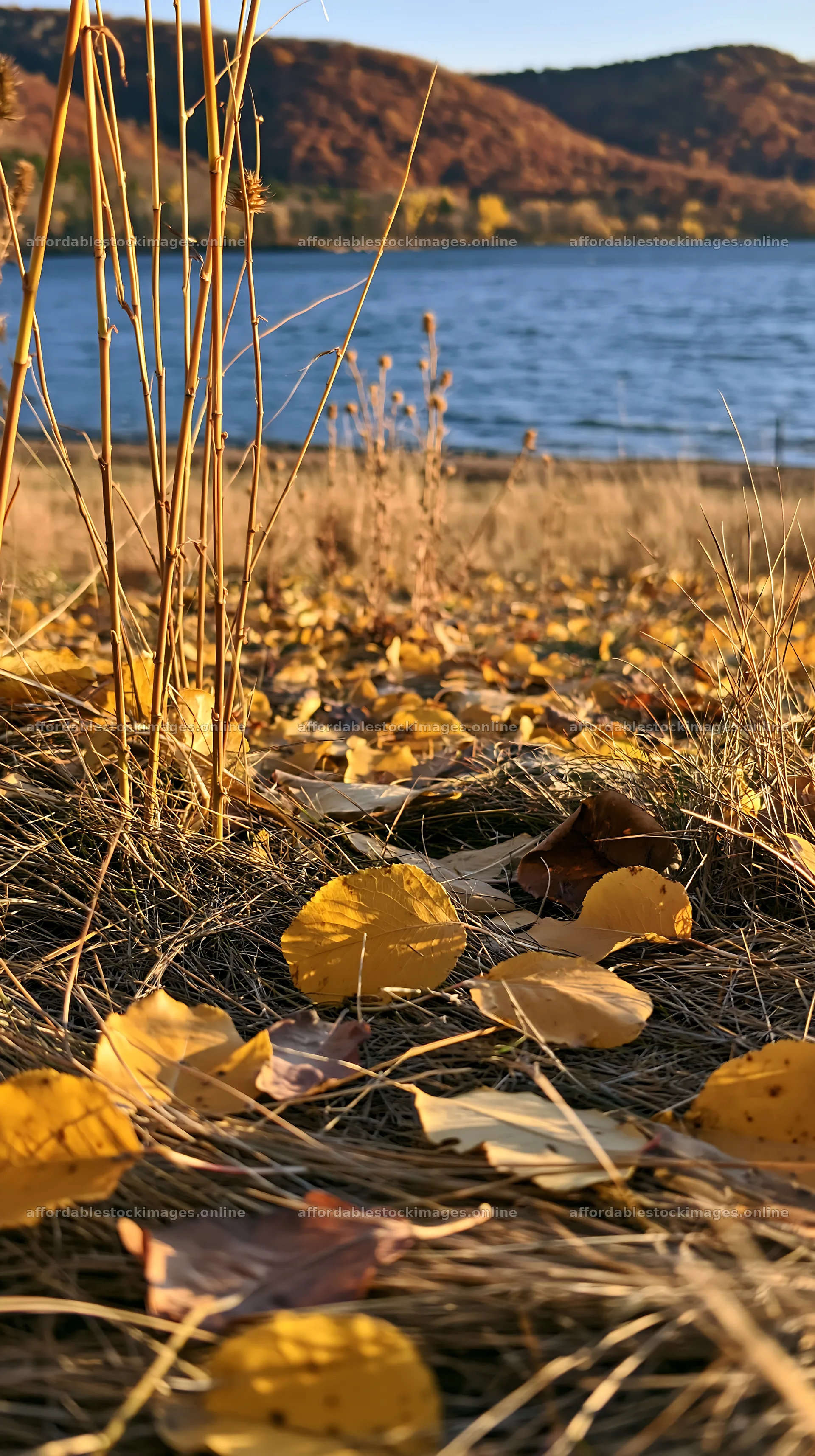 Lakeside view of autumn leaves in an orchard meadow – stock images 5938x10608