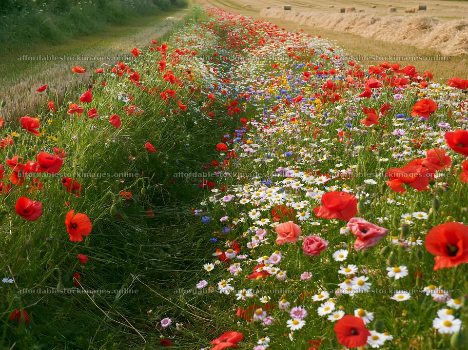 Colorful poppy meadow in the countryside with wildflowers – stock images 9174x6866