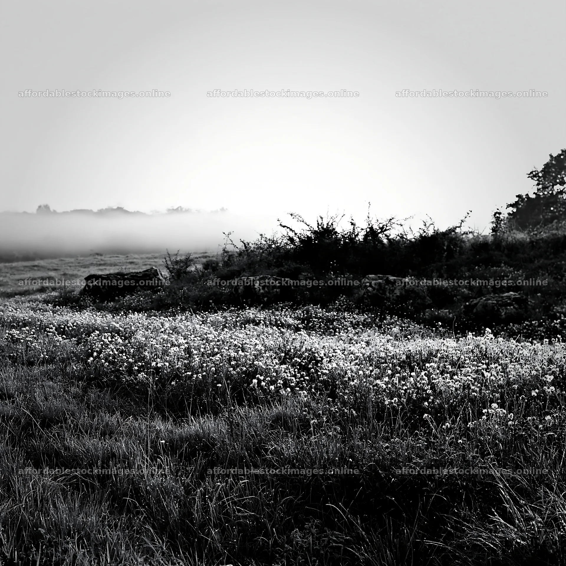 Clover cornflower meadow in black and white landscape – stock images 7938x7938