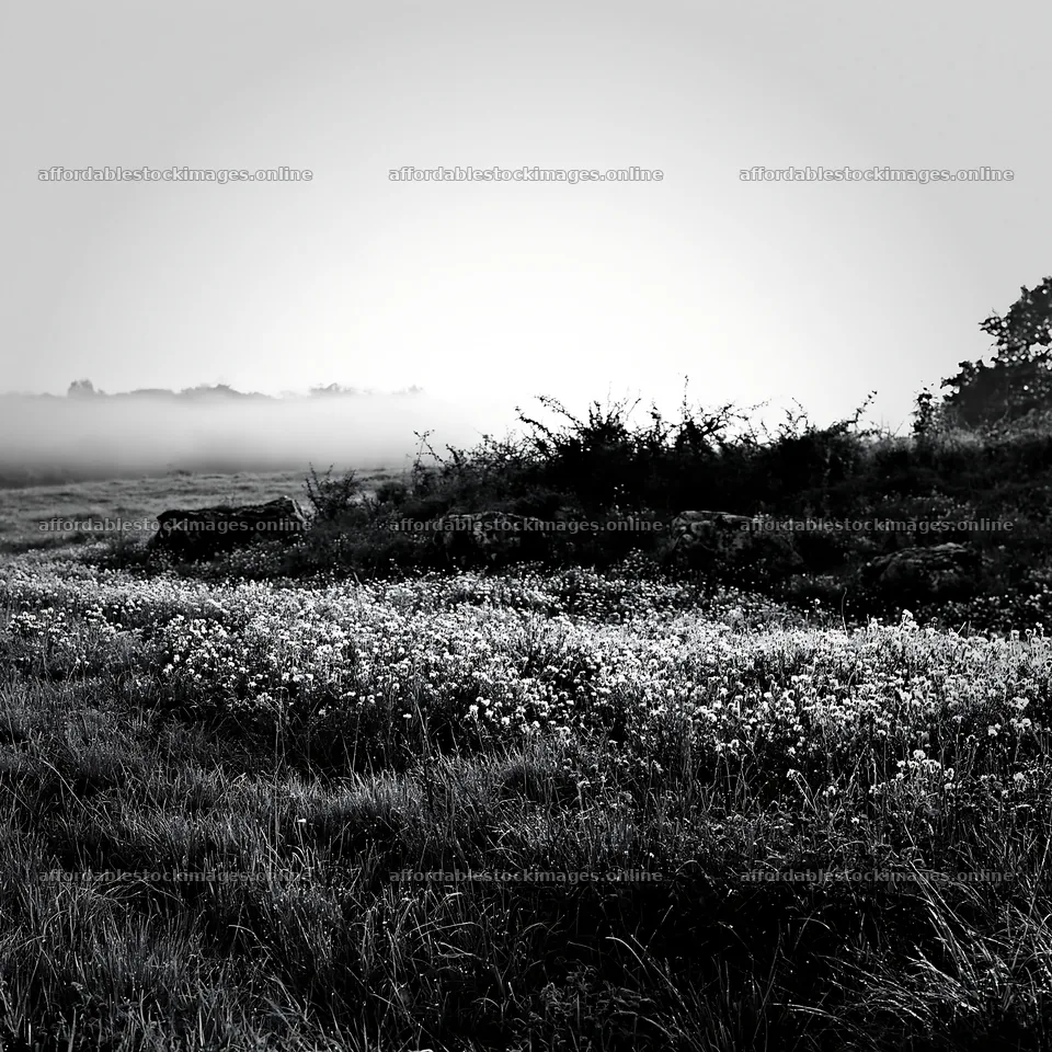 Clover cornflower meadow in black and white landscape – stock images 7938x7938