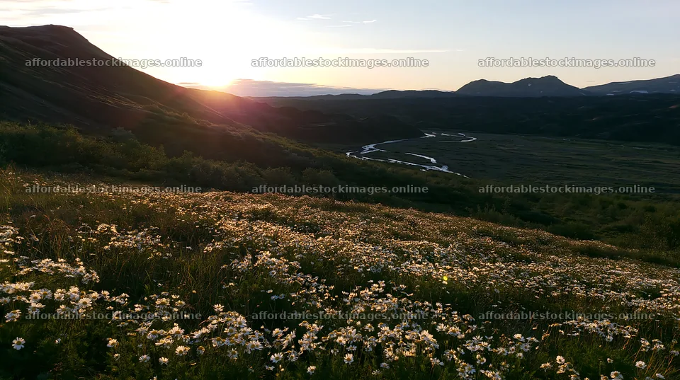 Meadow whiteout with flowers and a river at sunset – stock images 10608x5938