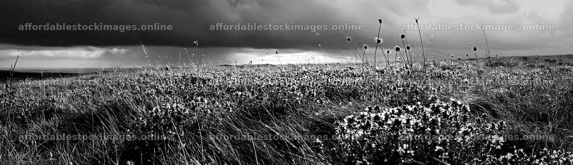 Cloudy wild thyme meadow in black and white – stock images 14762x4268
