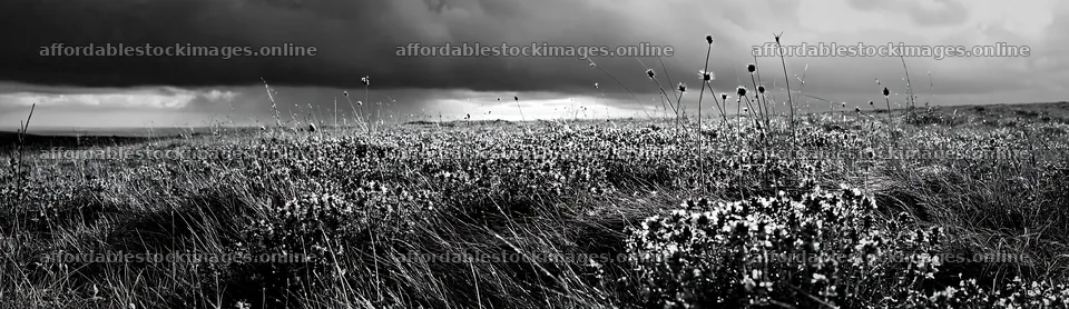 Cloudy wild thyme meadow in black and white – stock images 14762x4268