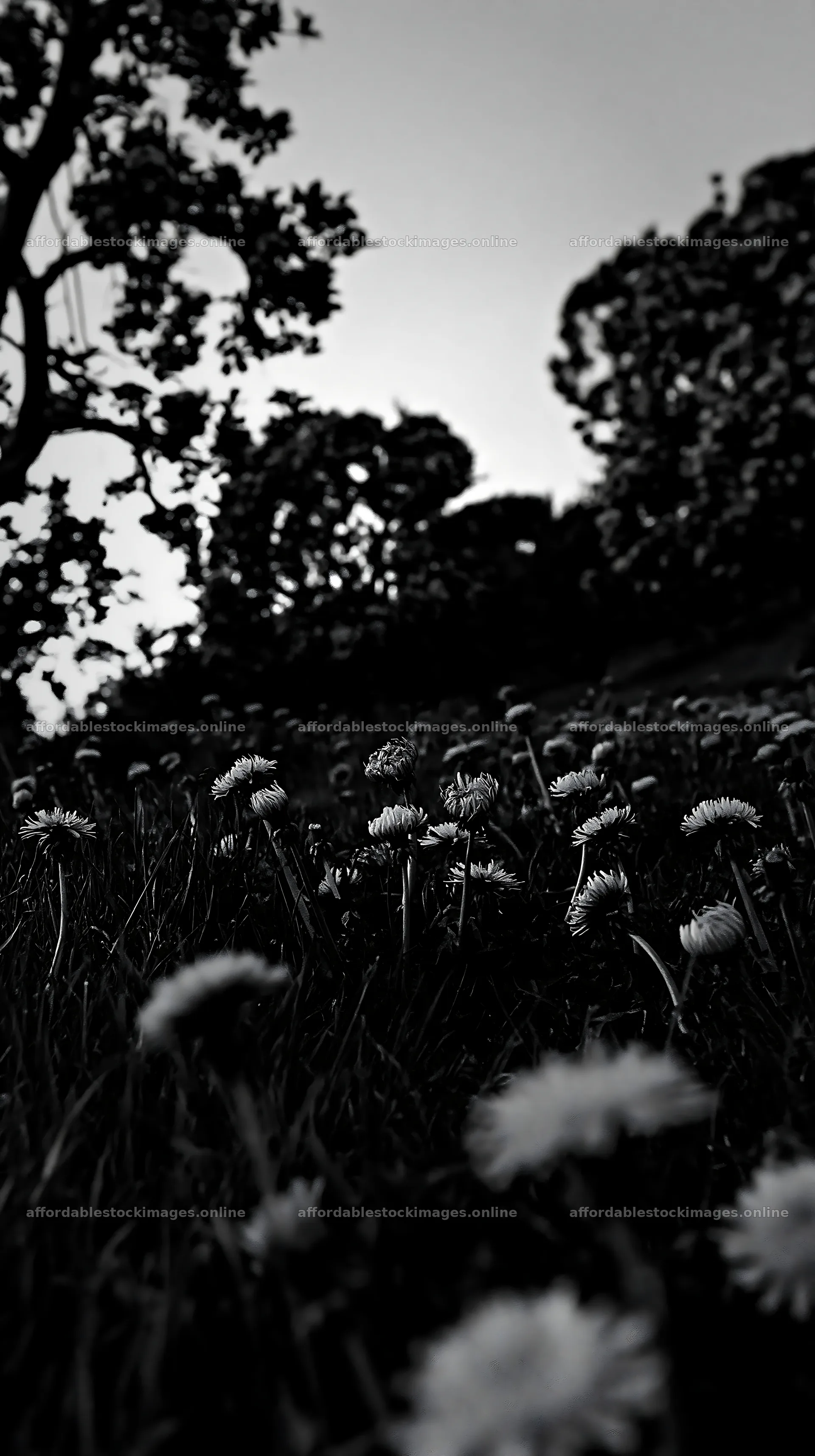 Dandelion meadow under shadows in an orchard – stock images 5938x10608