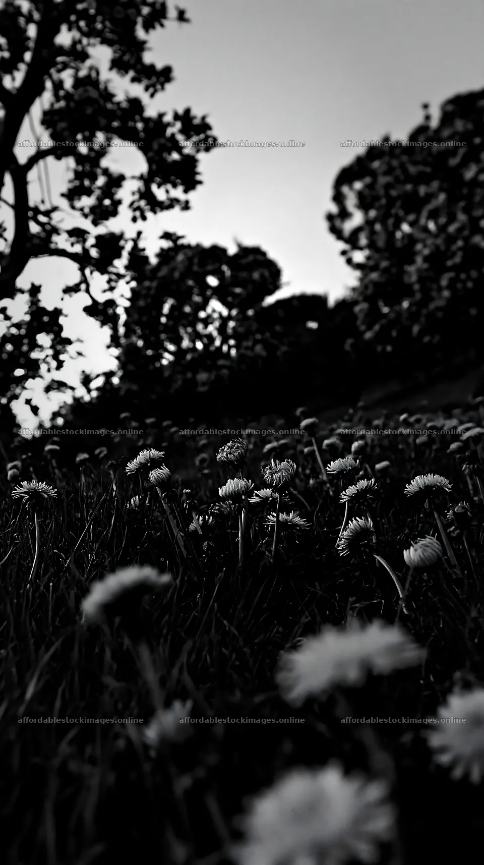 Dandelion meadow under shadows in an orchard – stock images 5938x10608