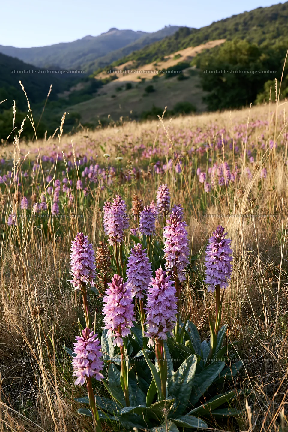 Wild orchid meadow in a hilly landscape with purple flowers – stock images 6480x9722