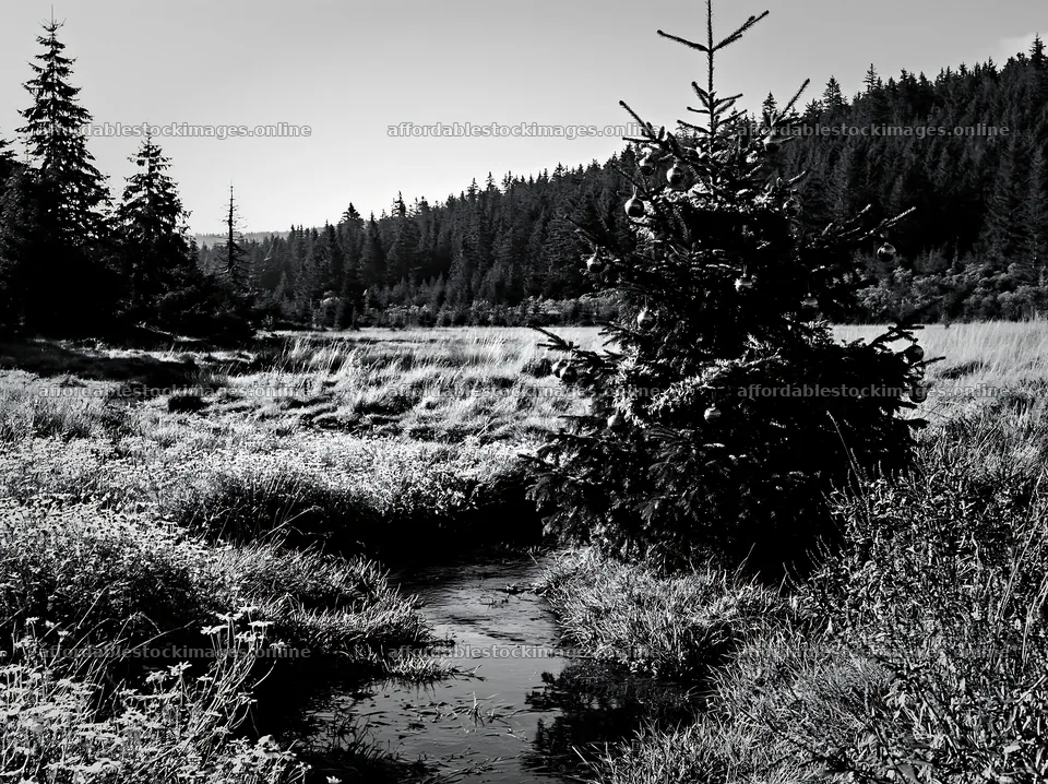 Christmas tree with ornaments beside stream in meadow – stock images 9174x6866