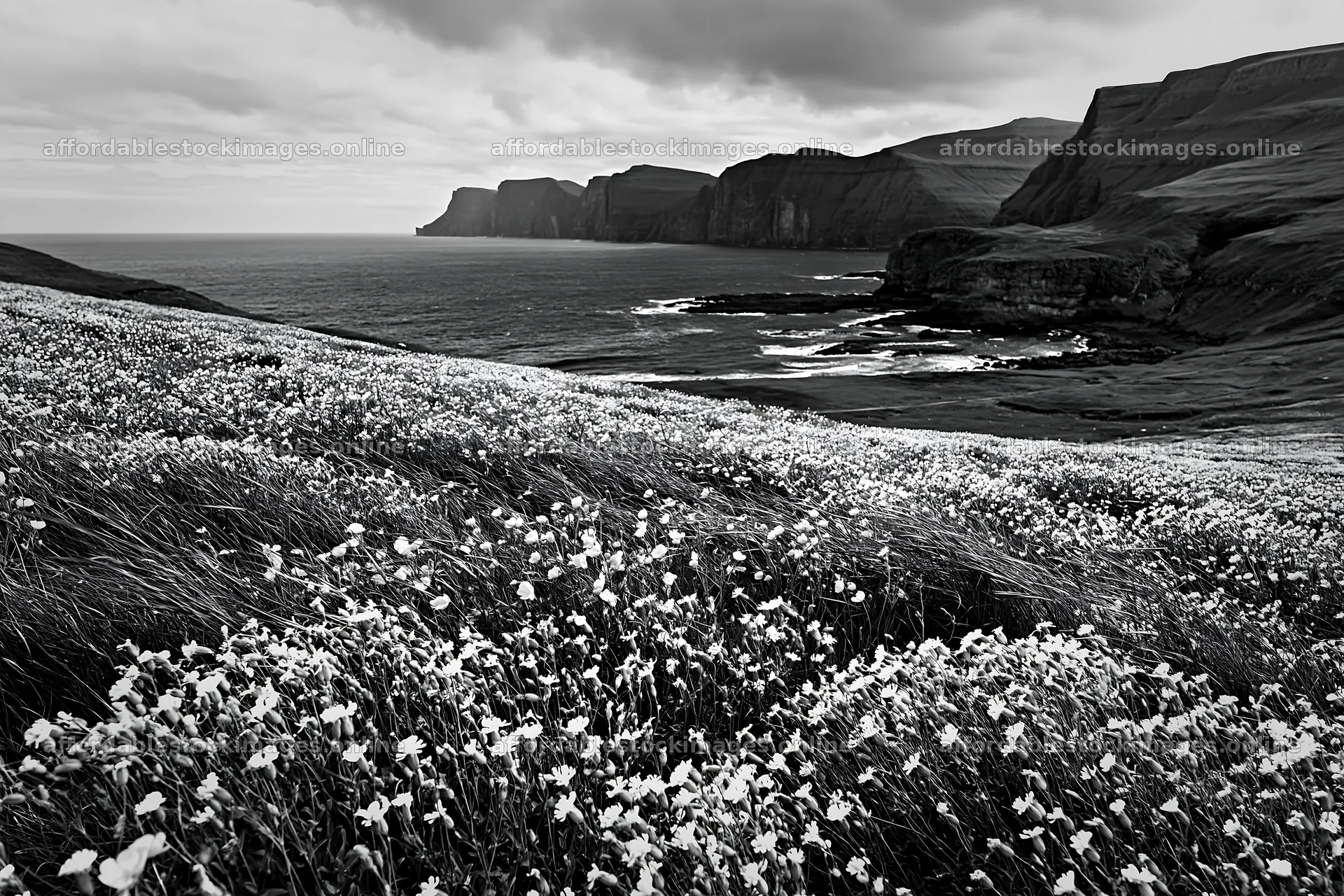Meadow with flowers near a rolling valley and coastline – stock images 9722x6480