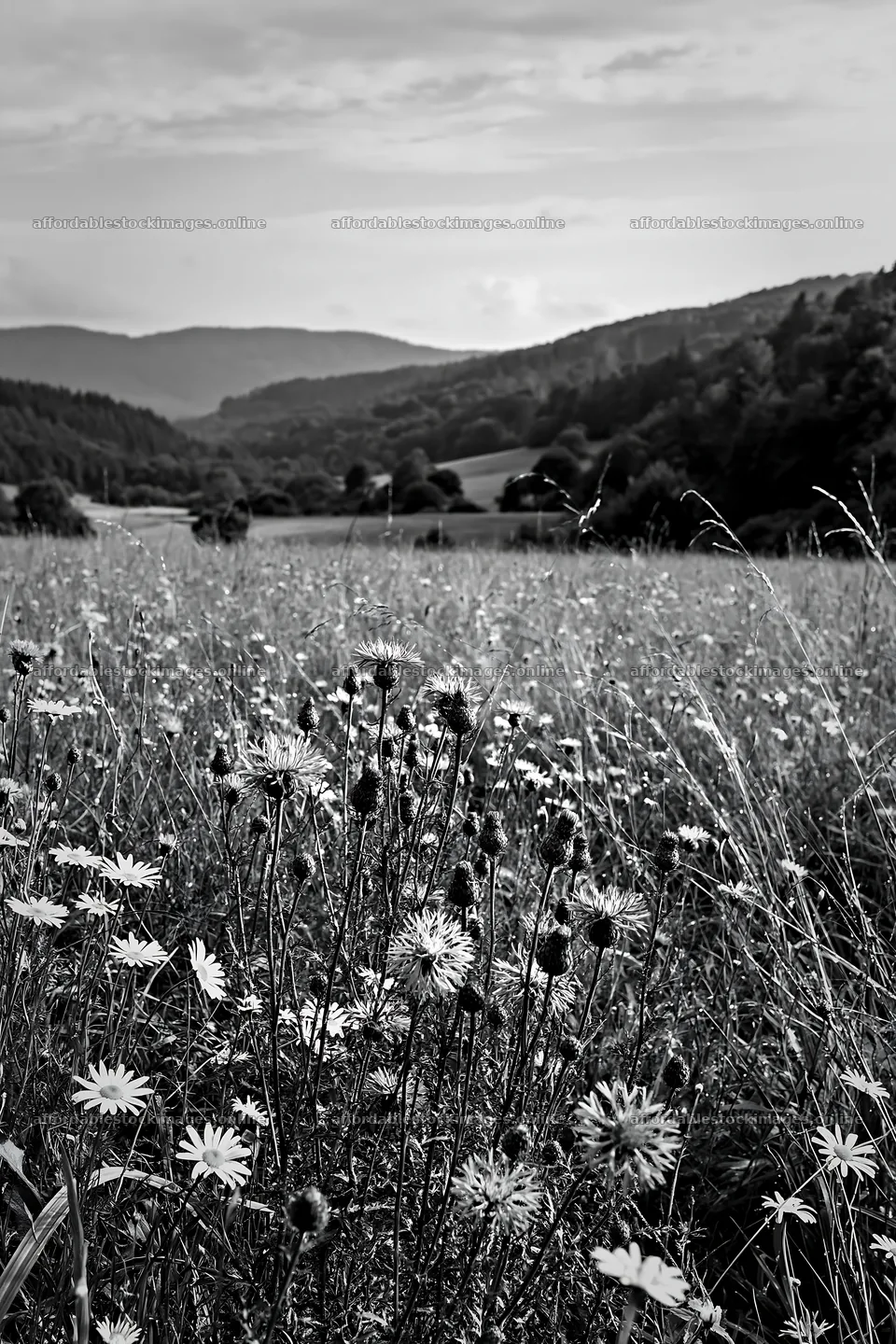 German foothill meadow with wildflowers in black and white – stock images 6480x9722