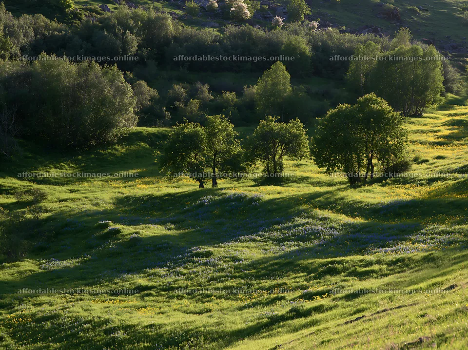 Valley apple meadow with trees under bright sunlight – stock images 9174x6866
