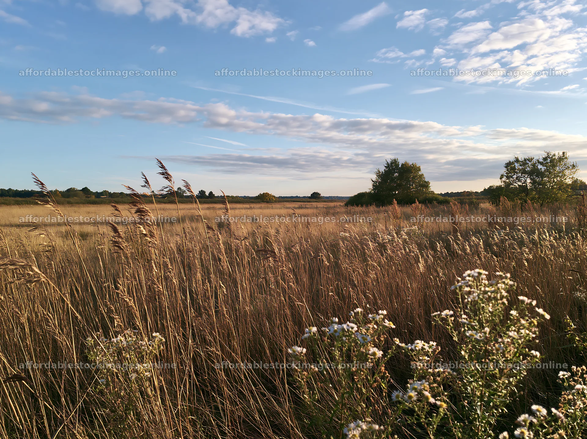 Saga floodplain meadow with reed foreground – stock images 9174x6866