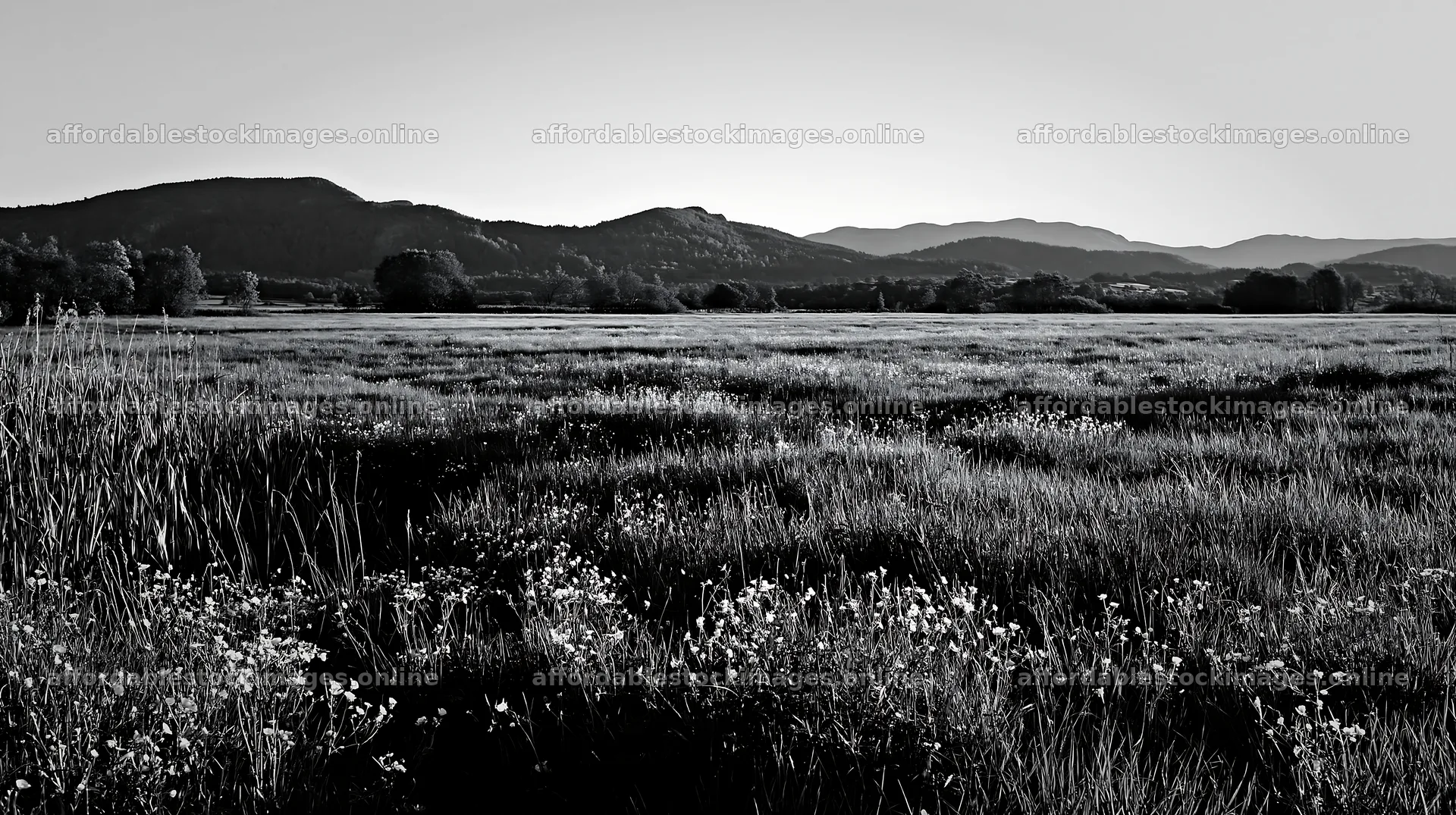 Saga floodplain meadow with reed foreground and hills in – stock images 10608x5938