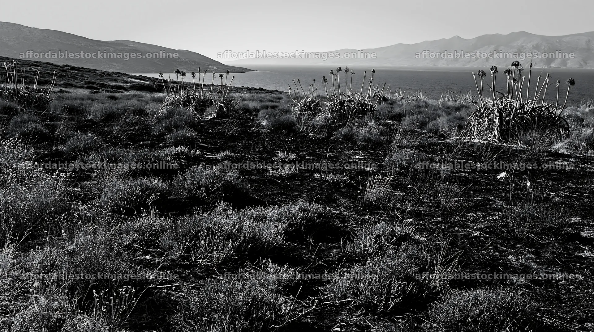 Drought-tolerant meadow near a lake with mountains in the – stock images 10608x5938