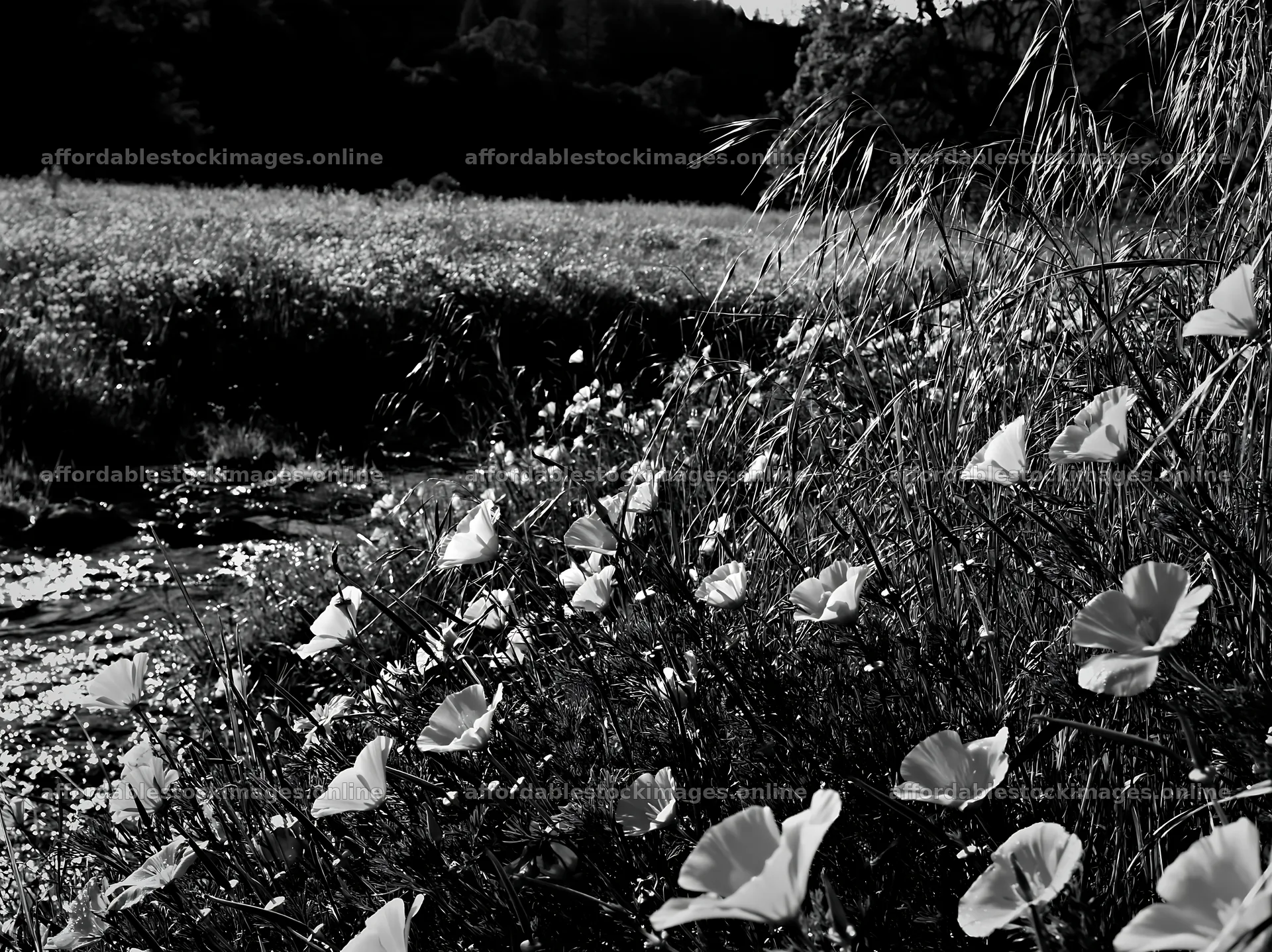 High contrast flower meadow beside brook in black and white – stock images 9174x6866