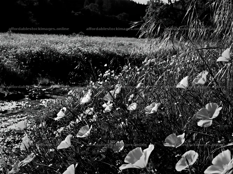High contrast flower meadow beside brook in black and white – stock images 9174x6866