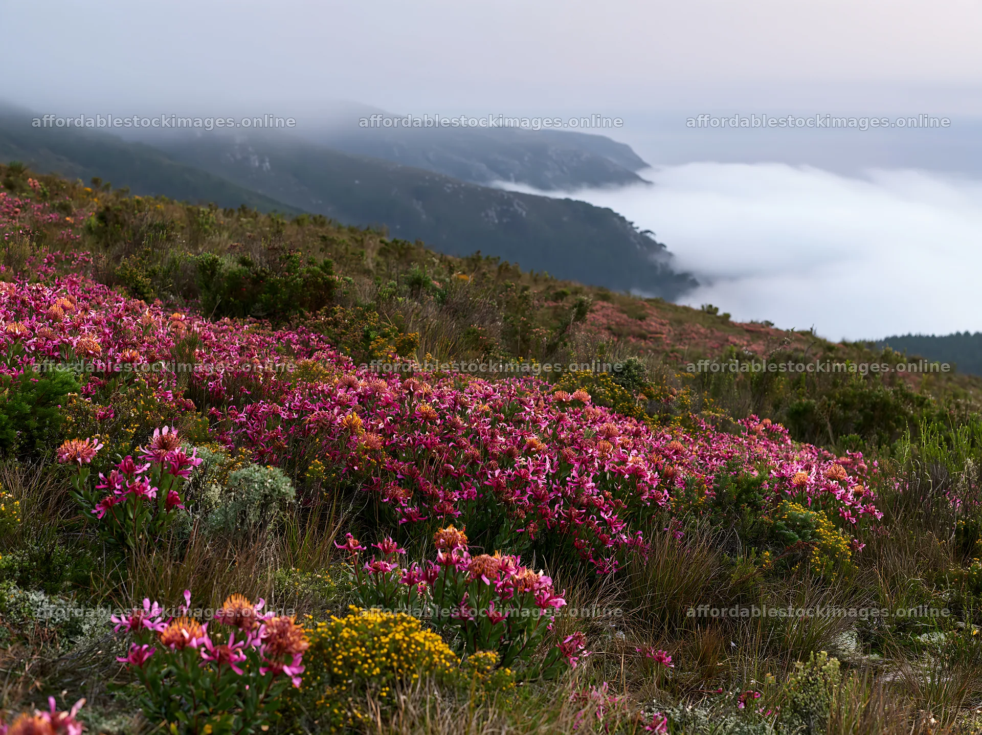 Colorful orchid meadow on a hillside with misty landscape – stock images 9174x6866