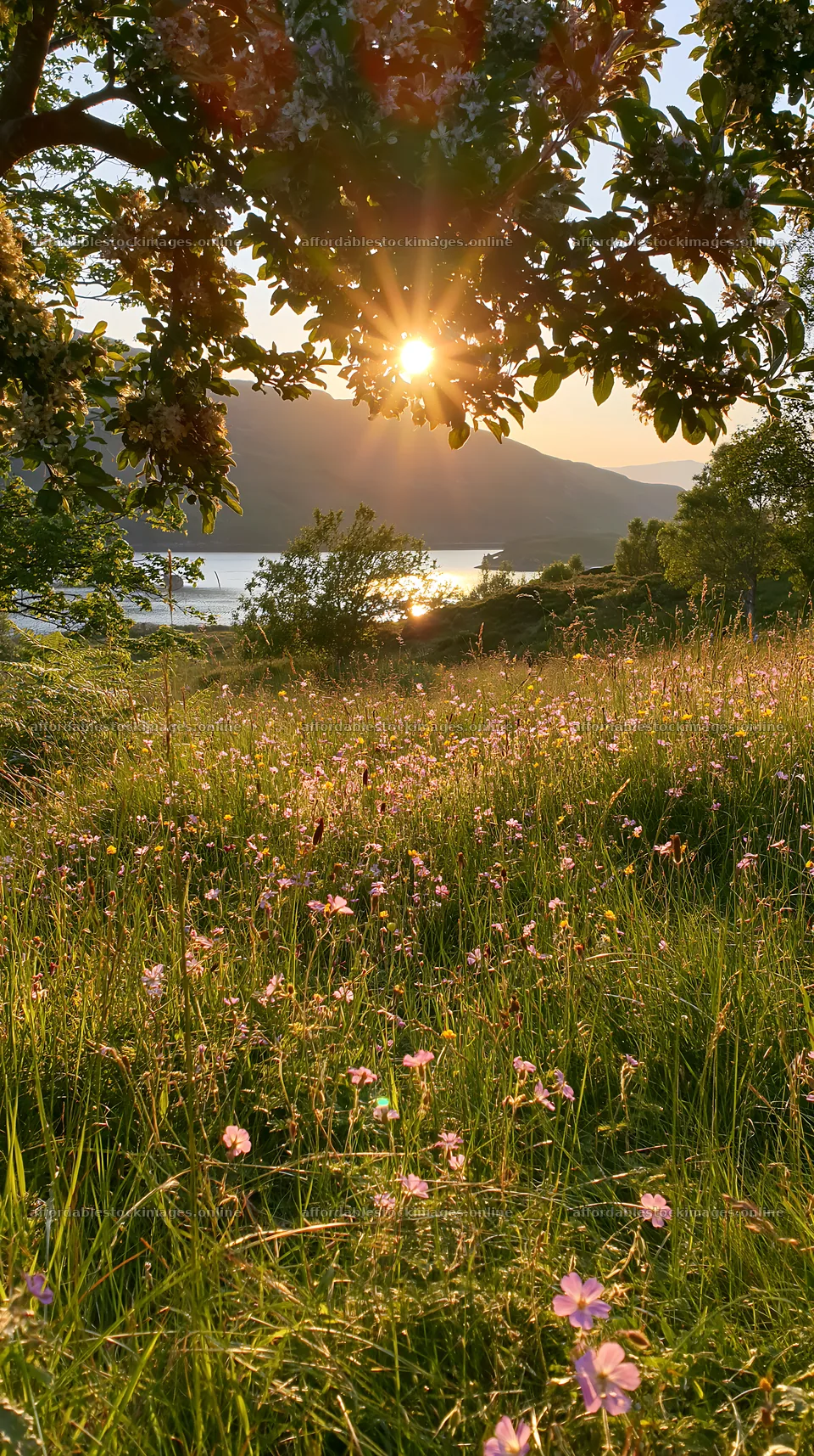 Highland apple meadow at sunset with flowers and mountain view – stock images 5938x10608