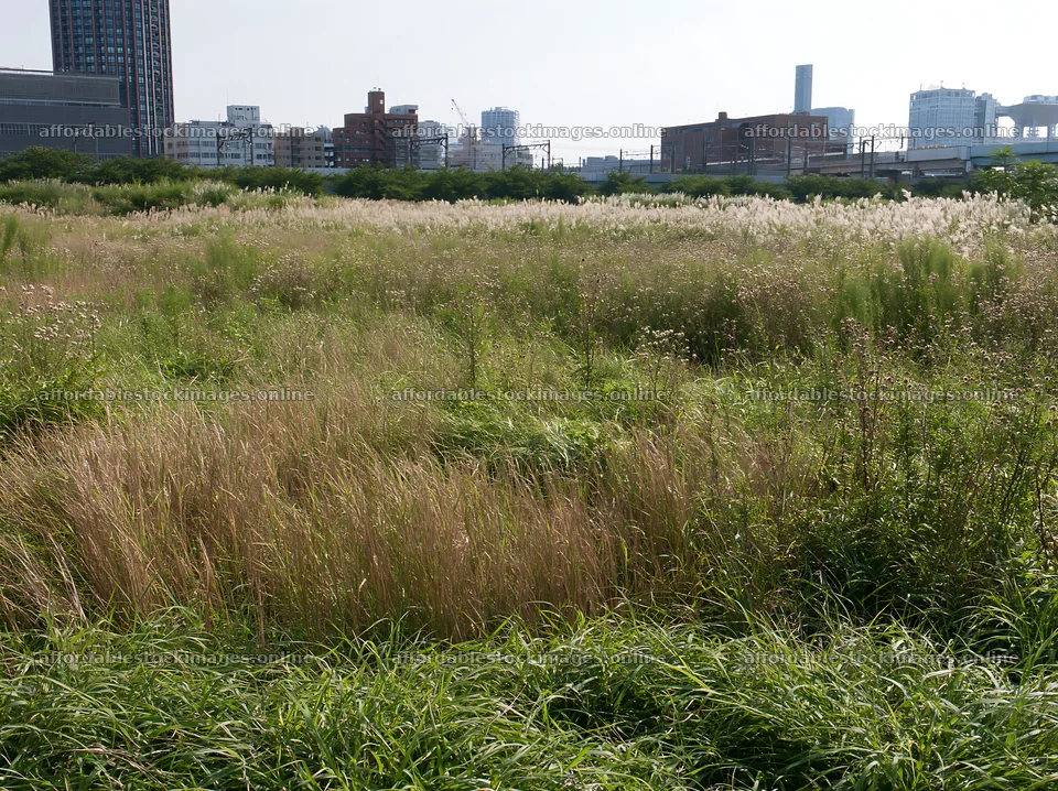 Biodiversity meadow with seedheads in urban Tokyo – stock images 9174x6866