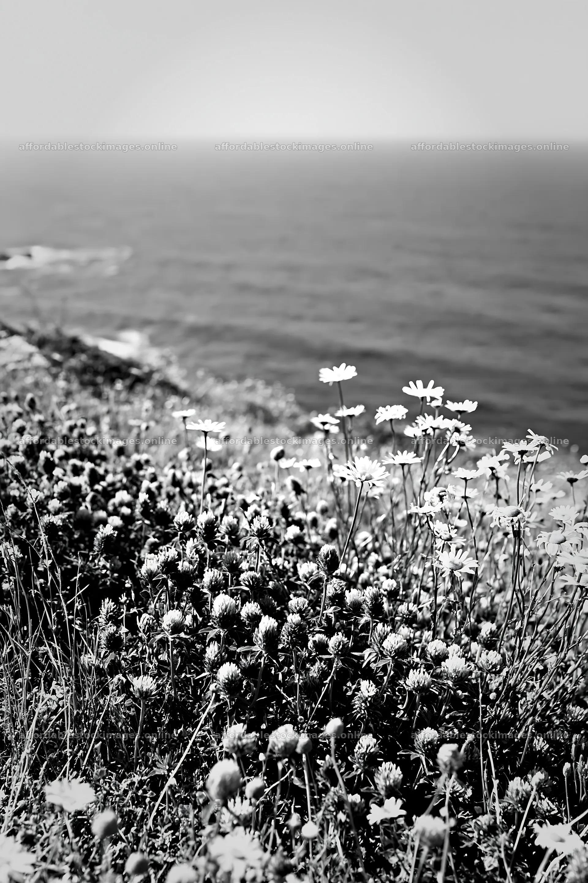 Flowers on meadow above Atlantic coast in Portugal – stock images 6480x9722