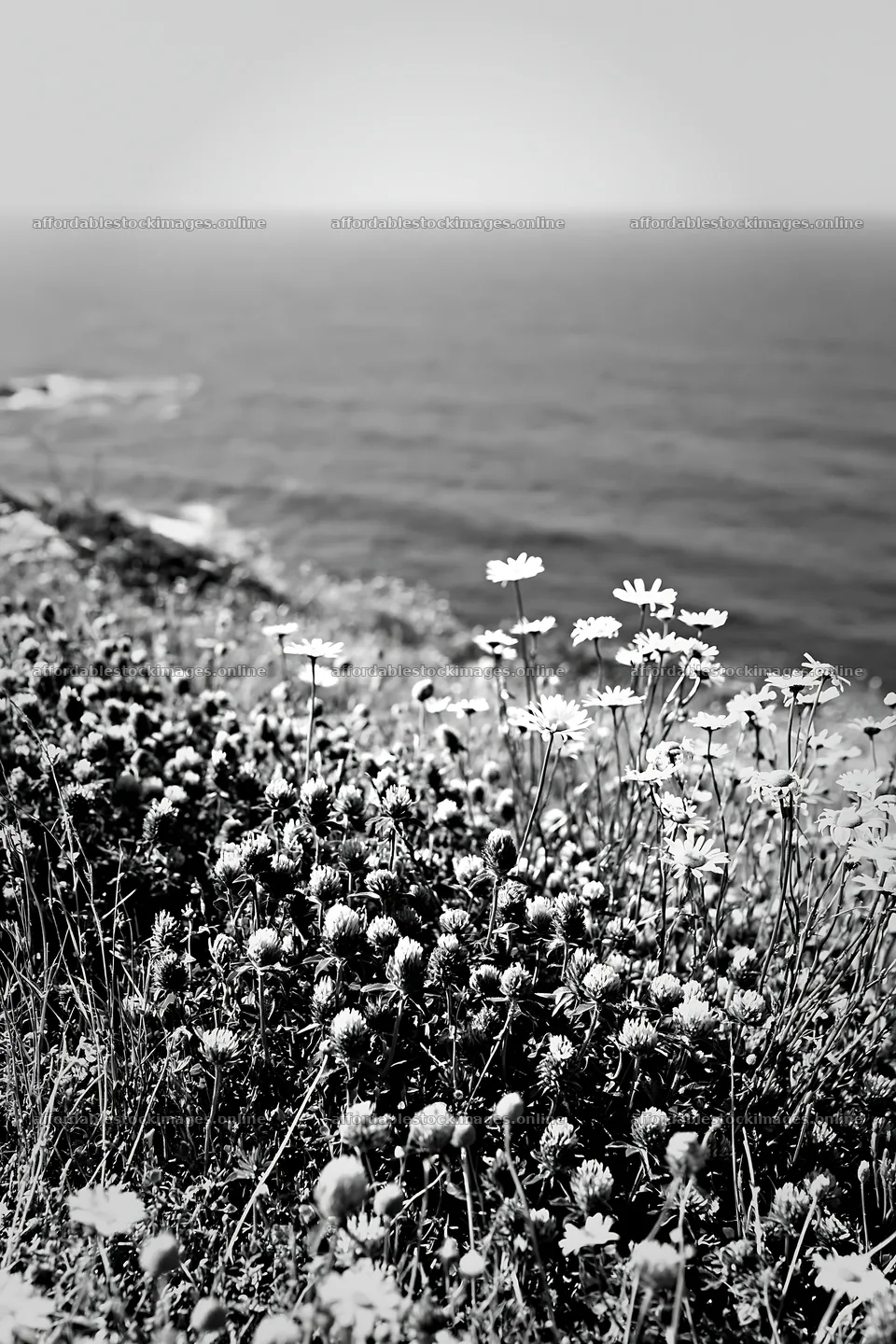 Flowers on meadow above Atlantic coast in Portugal – stock images 6480x9722