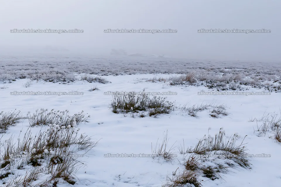 Snowbound meadow with snow-covered ground and low visibility – stock images 9722x6480