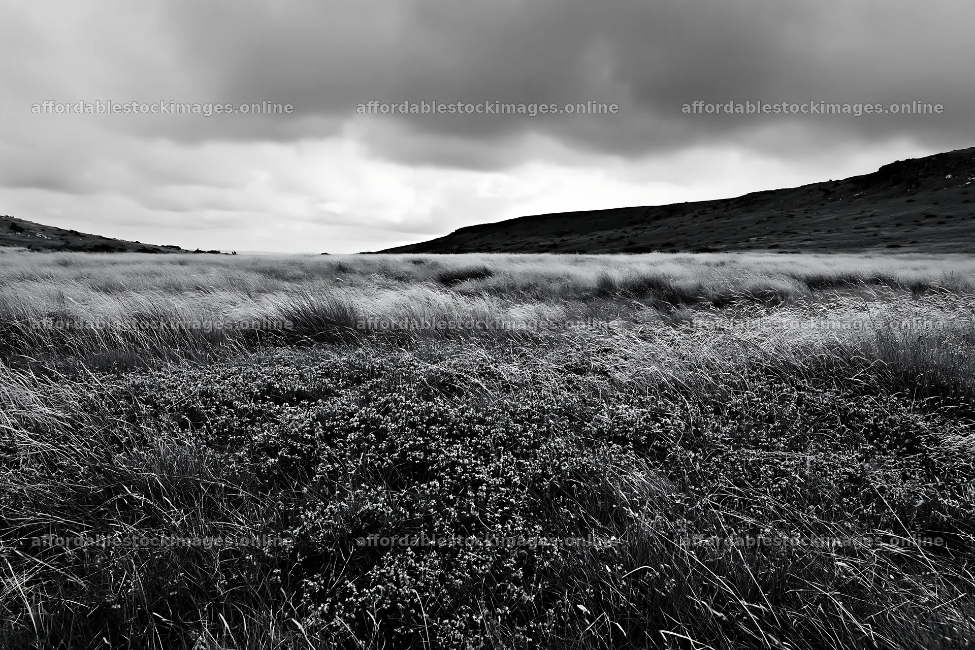 Cloudy thyme meadow with grass and hills in the background – stock images 9722x6480