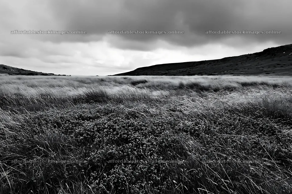 Cloudy thyme meadow with grass and hills in the background – stock images 9722x6480