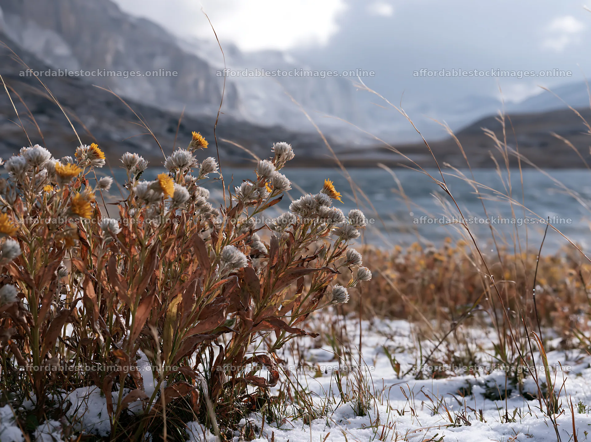 Lakeside meadow after first snowfall with dry flowers and snow – stock images 9174x6866