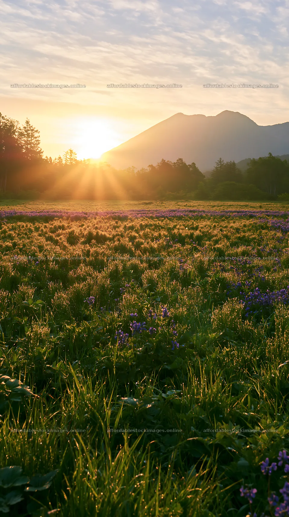 Expansive Hokkaido restoration meadow with dewdrops – stock images 5938x10608